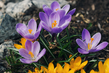 yellow and purple crocuses for the background