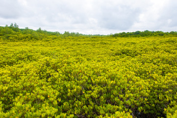 Green leaves of mangrove