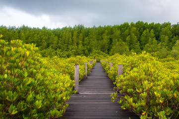 Fototapeta na wymiar Walkway in mangrove forests, Thailand