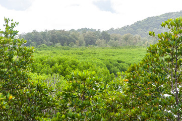 Fototapeta na wymiar Green leaves of mangrove