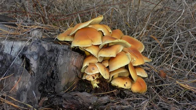 Group of mushrooms sulphur tuft or sulfur tuft or clustered woodlover (Hypholoma fasciculare) on a tree stump.
