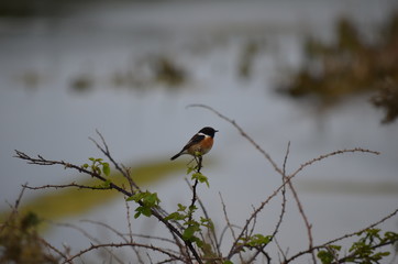 Tarier pâtre (Saxicola rubicola)