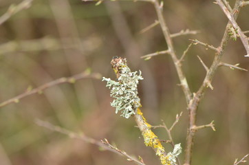 Lichen 