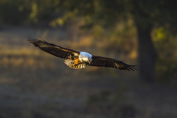 African fish eagle in Kruger National park, South Africa