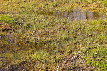 Grassy marshland with standing water