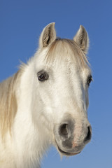 Obraz na płótnie Canvas White horse portrait.