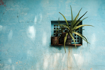 Green cactus plant in small window in blue wall, Bangalore, India