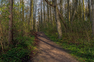 Schattenspiele Morgens im Wald,Fr&uuml;hling
