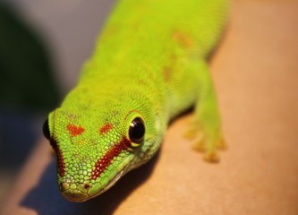 Phelsuma madagascariensis
