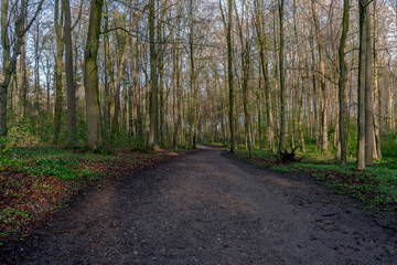 Morgenstimmung im Wald im Fr&uuml;hling