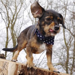 Hund wird weggeweht.