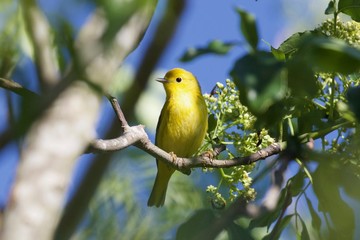 Yellow Warbler