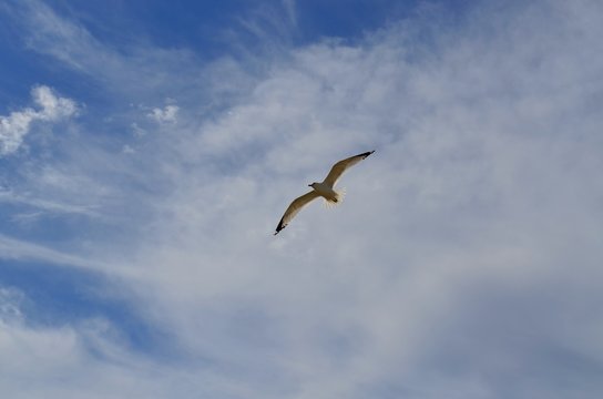 Seagull in flight soaring against a summer sky with some wispy clouds