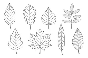 set of hand drawn leaves