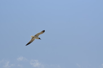 Beautiful lone seagull soaring on a summer day against a clear blue sky
