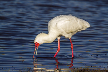 African spoonbill in Kruger National park, South Africa