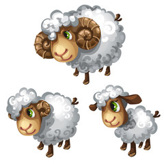 White sheep. Vector animal