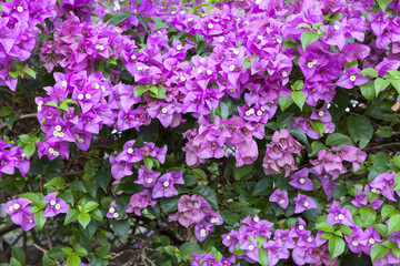 Blooming bougainvillea in the garden.