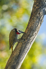 Bearded Woodpecker in Kruger National park, South Africa