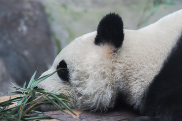 Close-up of Chinese panda bear sleeping in nature background - (selective focus)