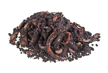 Worms on a white background © domnitsky