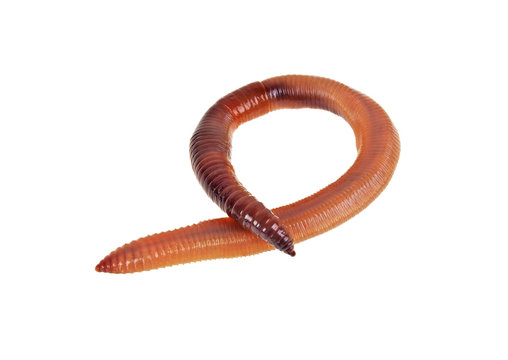 Animal earth worm isolated on a white background