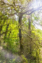 Fototapeta na wymiar View on mossy boxwood trees