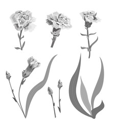 Set of carnation schabaud, monochromatic grayscale flowers, buds, stem, leaves on white background, collection for Mother's Day, Victory day, digital draw, vintage illustration, vector