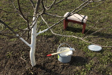 Весенняя побелка плодовых деревьев на даче.