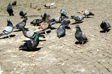 Fototapeta premium Pigeons on the sidewalk tile.