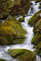 Fototapeta premium moss and water