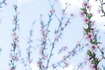 Flowering branch of a peach on a background of blue sky