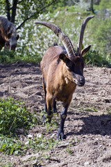 La capra percorre il sentiero terroso per raggiungere il pascolo.
