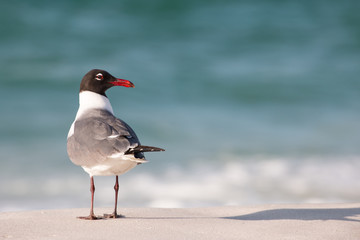 Seagull on a sandy beach as waves crash the shore.