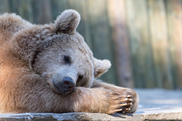 Tired sleeping relaxing brown bear in zoo