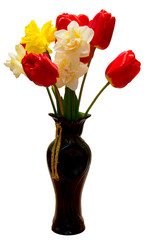 Bouquet of flowering daffodils and tulips isolated on white background close-up.
