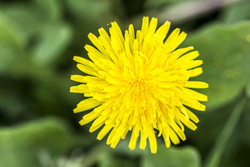 Dandelion, botanical name taraxacum officinale, is a perennial weed.The health benefits of dandelion include relief from liver disorders, diabetes, urinary disorders, acne, jaundice, cancer and anemia