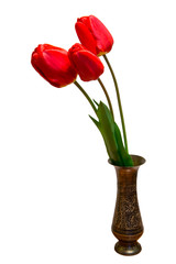 Blooming fragrant red tulip on a white background isolated.