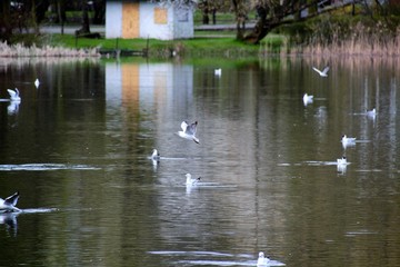 Solacki Park in Poznan, Poland