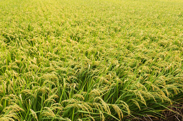 Rice field