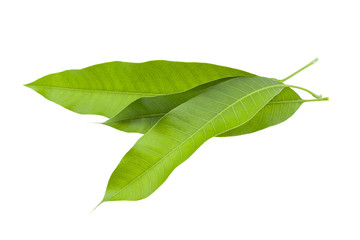 Fototapeta premium Mango leaf isolated on white background.