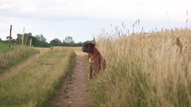Boxer dog sitting on a meadow