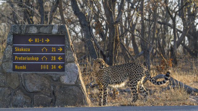 Fototapeta Cheetah in Kruger National park, South Africa