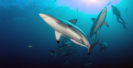 Obraz na płótnie Canvas Oceanic Blacktip Shark