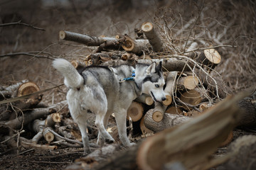 Husky worms among the sawn trees