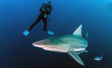 Oceanic Blacktip Shark