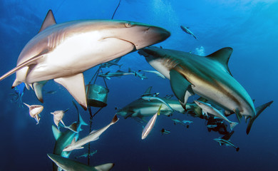 Oceanic Blacktip Shark
