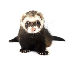 Young polecat isolated over white background