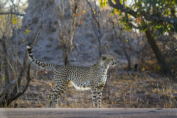 Cheetah in Kruger National park, South Africa