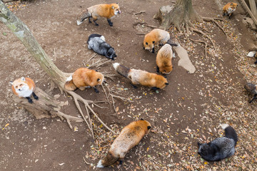 Many fox eating together